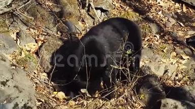 两只喜玛拉雅<strong>黑熊</strong>在俄罗斯普里莫斯基<strong>野生动物</strong>园散步